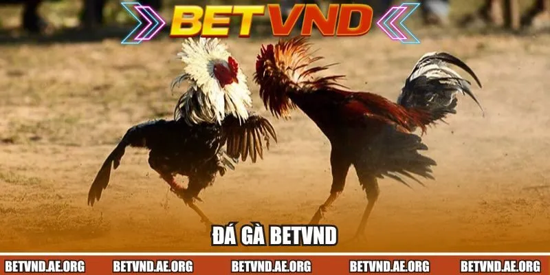 Đá Gà
